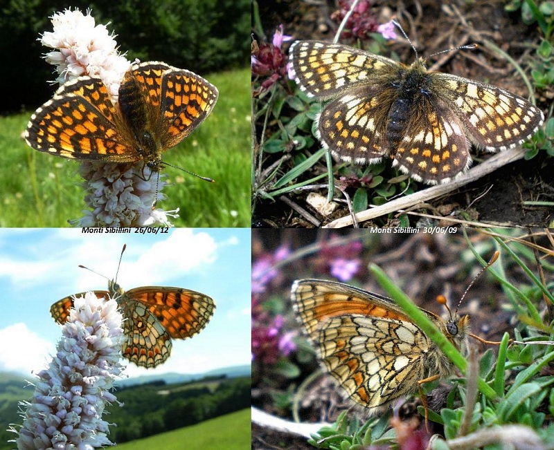 Melitaea athalia?